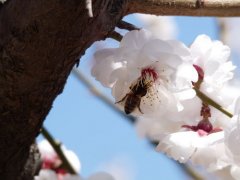 http://219.151.33.12/西藏高考报名系统入口